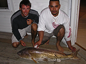 Bull Redfish Bull Redfish